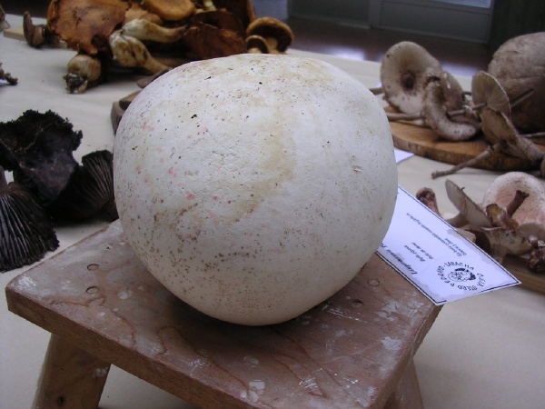 LANGERMANNIA  GIGANTEA